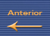 Anterior