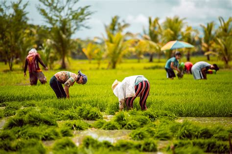 Farmers in field