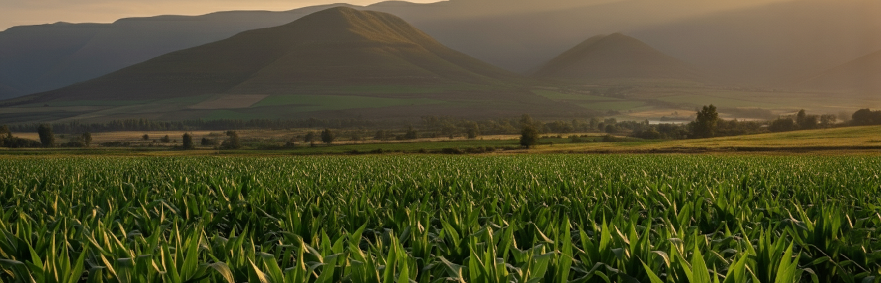 agriculture-field-lesotho.png