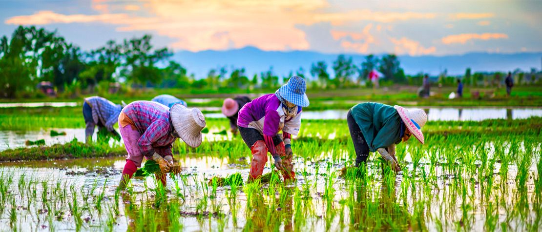 Blockchain for agriculture: opportunities and challenges featured image