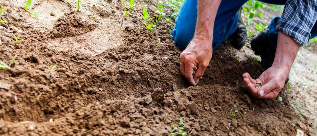 Telefónica brings IoT, AI and data analytics to agriculture through alliance with UN featured image