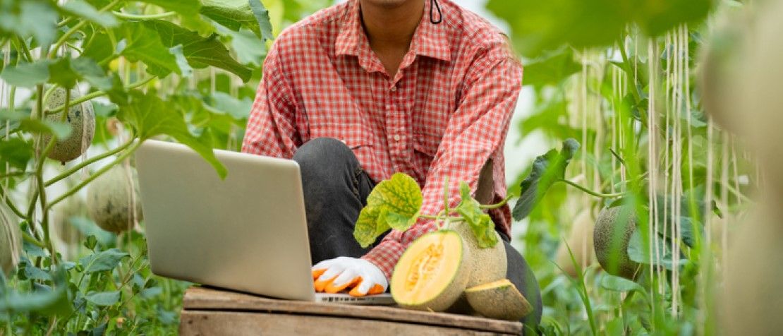 When ICTs meet agriculture: Connected melon farmers bear fruit featured image