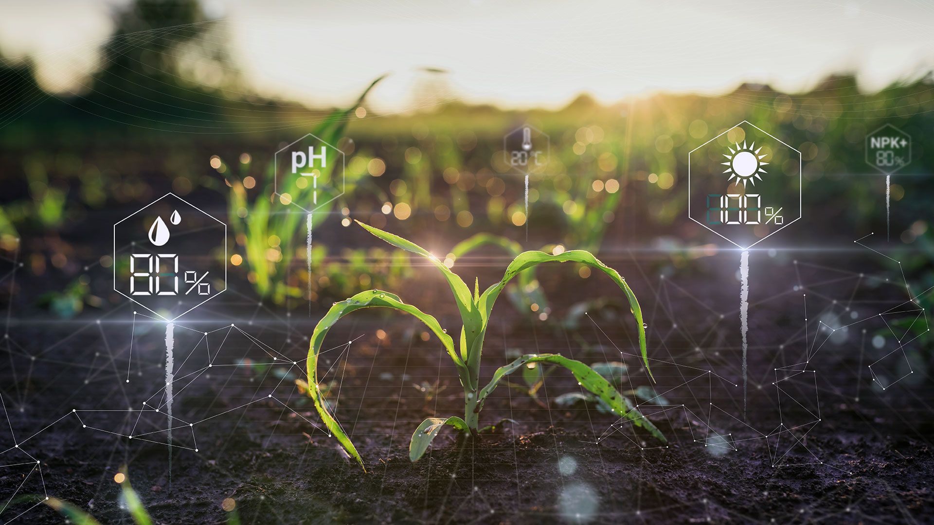 Join the global drive to ensure AI supports food security featured image