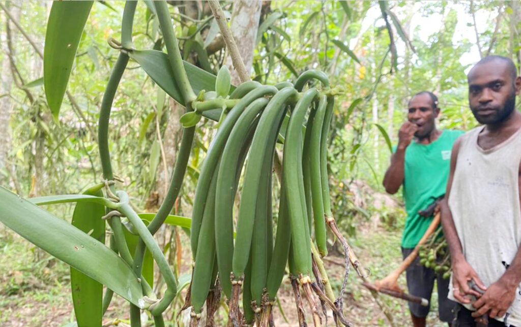 Support to Rural Entrepreneurship, Investment and Trade in Papua New Guinea (STREIT PNG)