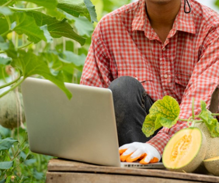 ИКТ в сельском хозяйстве: подключение ферм бахчевых культур приносит плоды