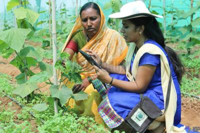 Plant doctor diagnosing crop health