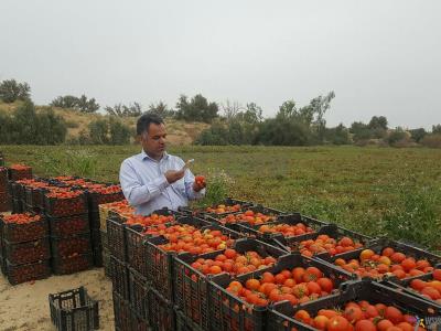 Using Cellphone for marketing Services, Location: Bushehr  Province, Mokhdan Village, Photo by:  Association of Rural ICT Offices