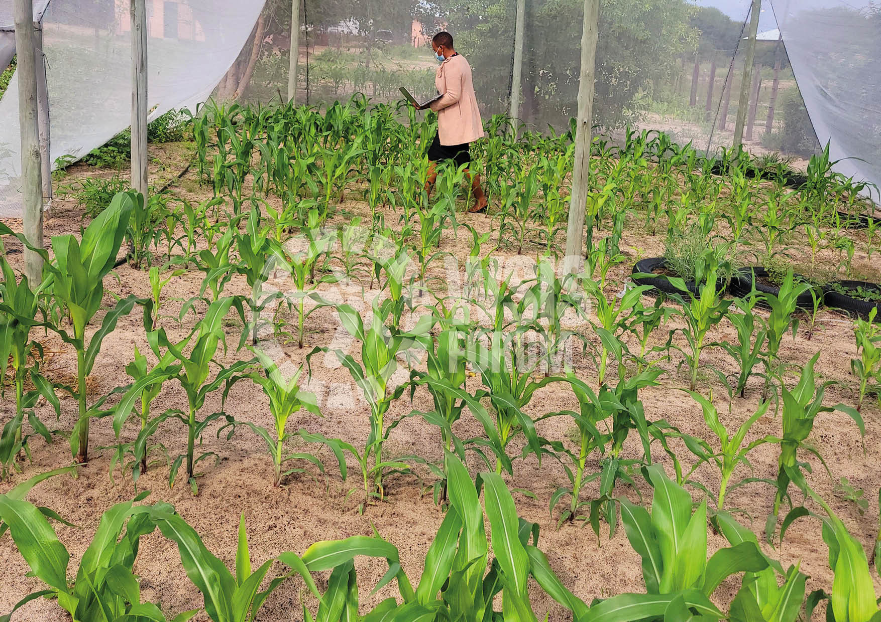 E-Agriculture