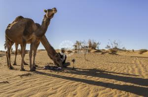 Camel herder friendship across the screen